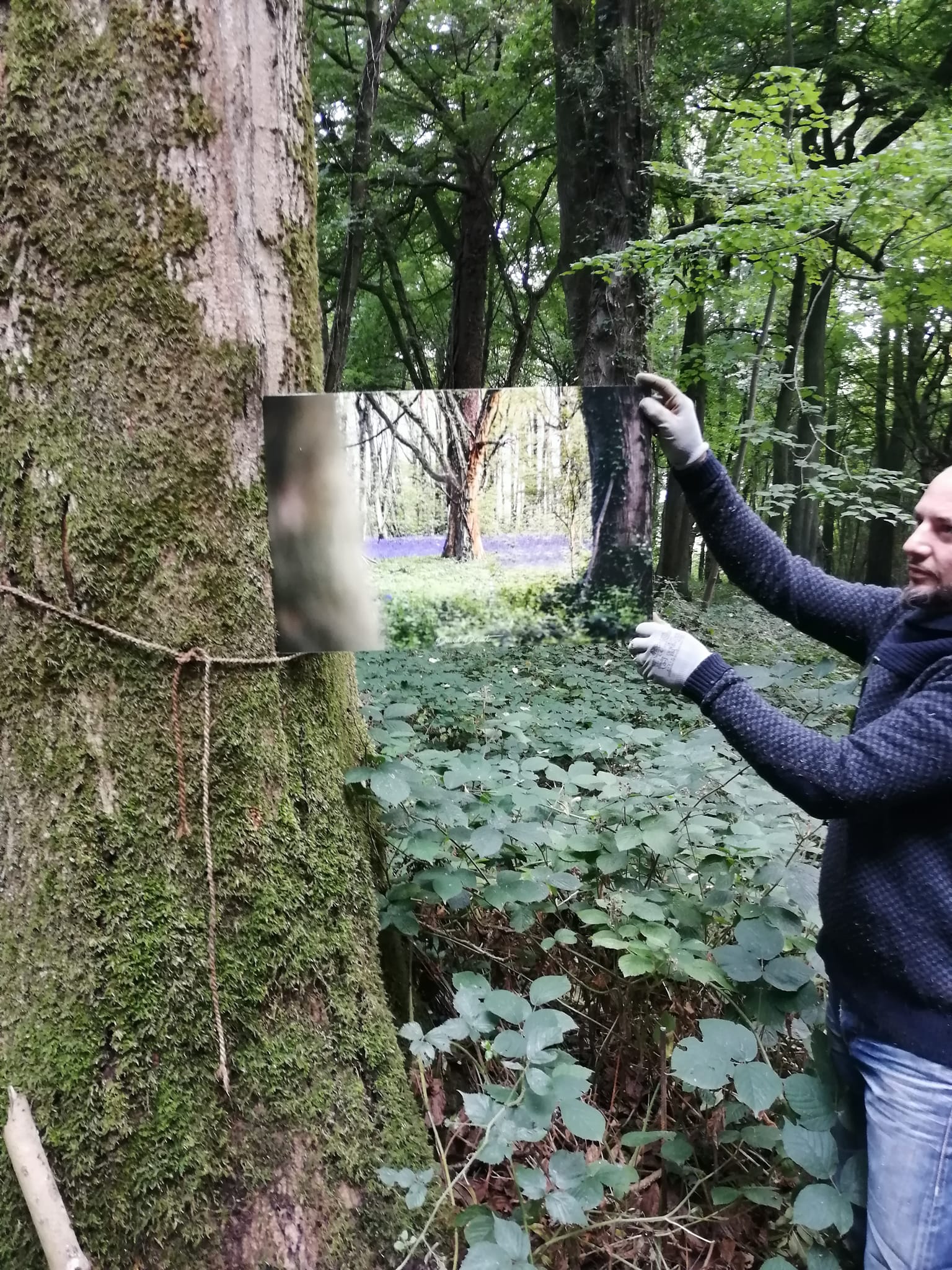 Liliaceae, formes végétales